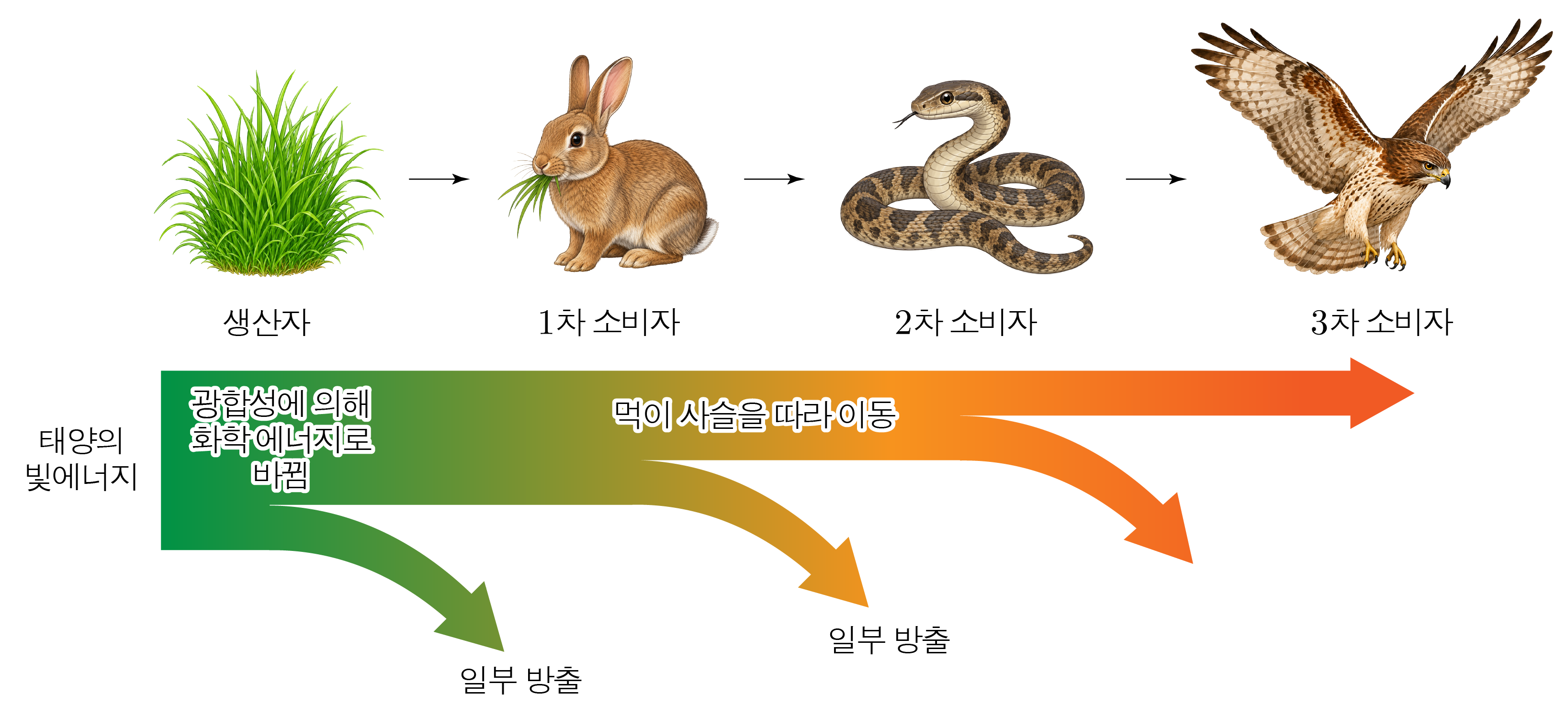 생산자에서 3차 소비자로 이어지는 먹이사슬과 에너지 흐름 도식