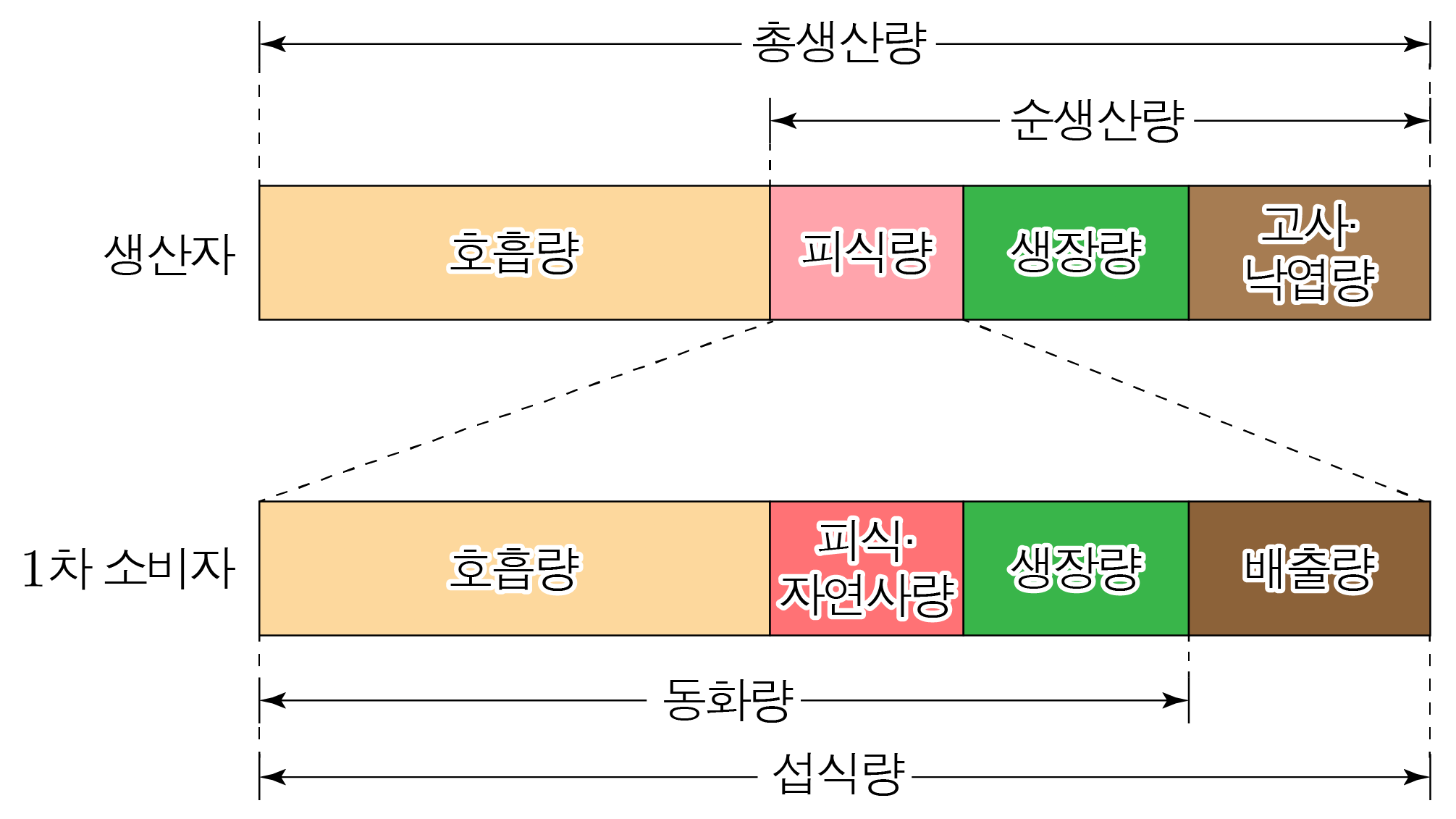 생산자와 1차 소비자의 에너지 흐름을 비교한 띠형 생태계 에너지 도식