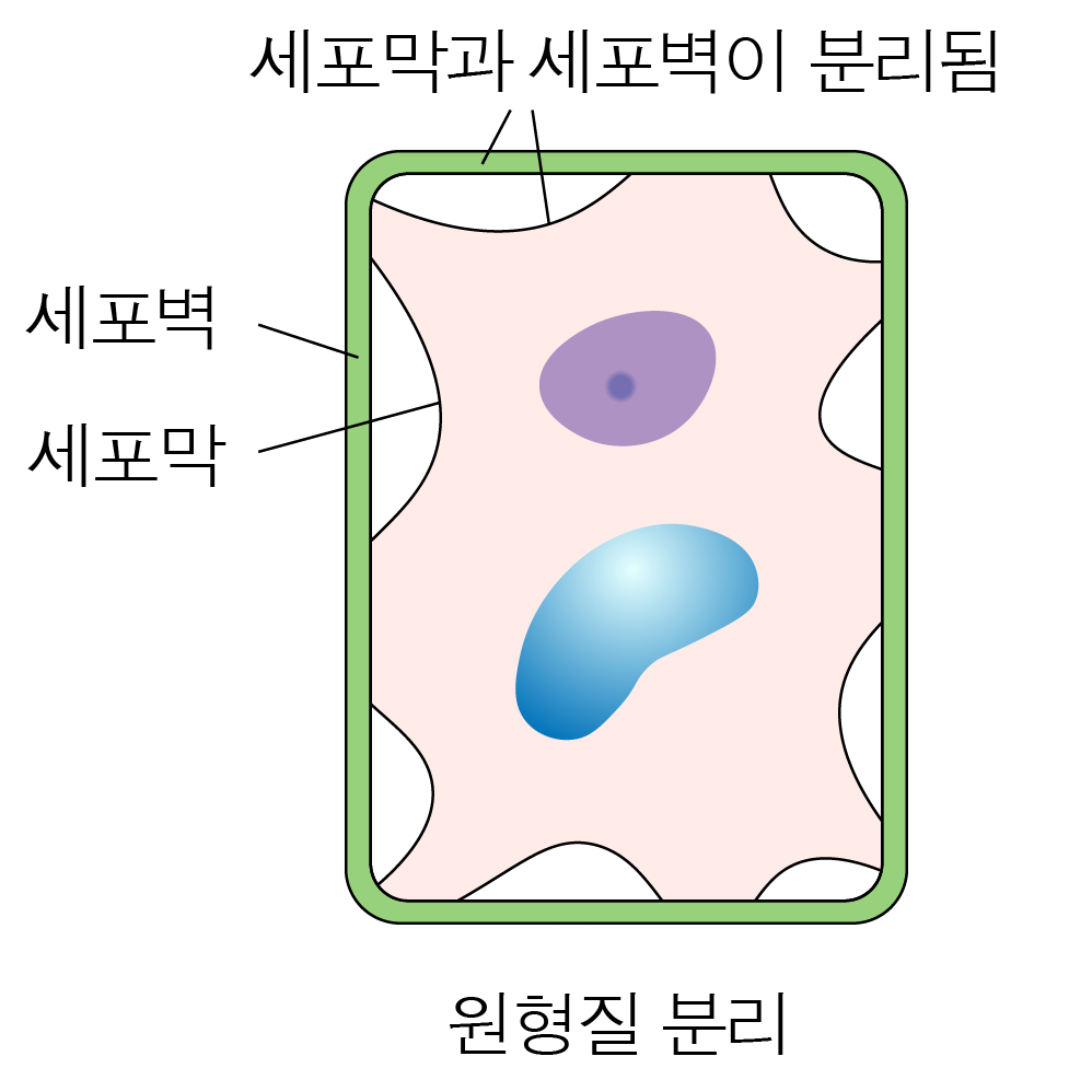 세포막과 세포벽이 분리된 원형질 분리 세포 그림