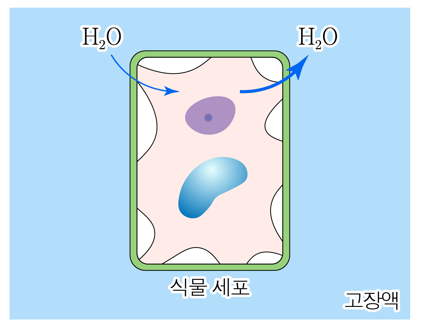 고장액에서 물이 빠져나가 쪼그라든 식물 세포 모식도