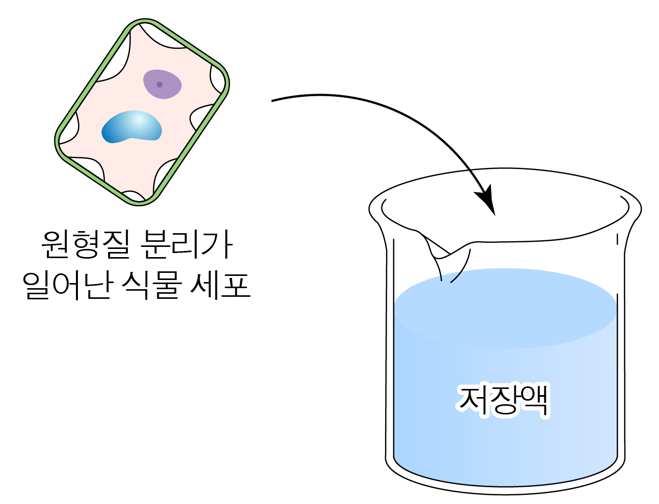 원형질 분리가 일어난 식물 세포와 저장액이 담긴 비커