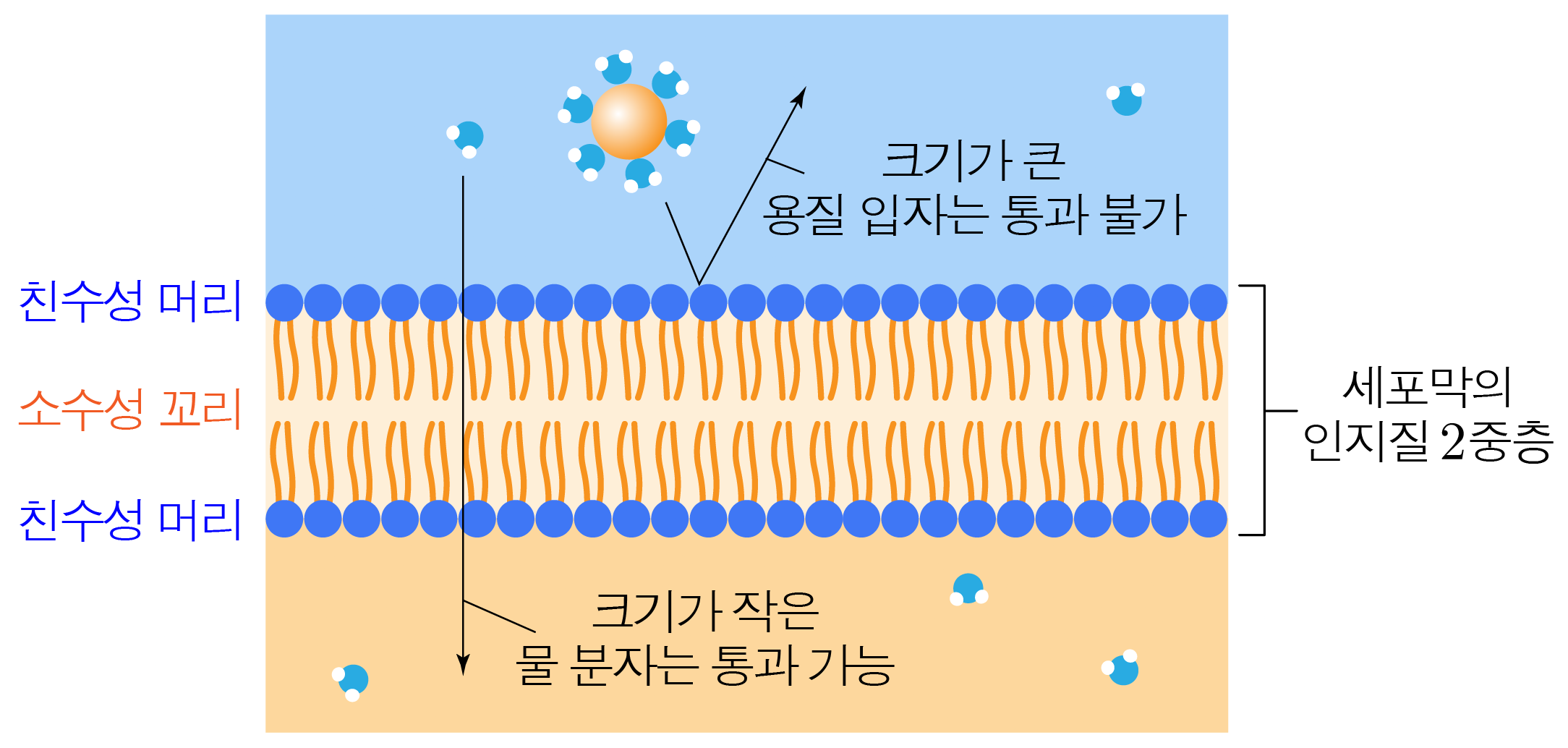 세포막 인지질 2중층과 물질의 통과 가능 여부를 나타낸 그림