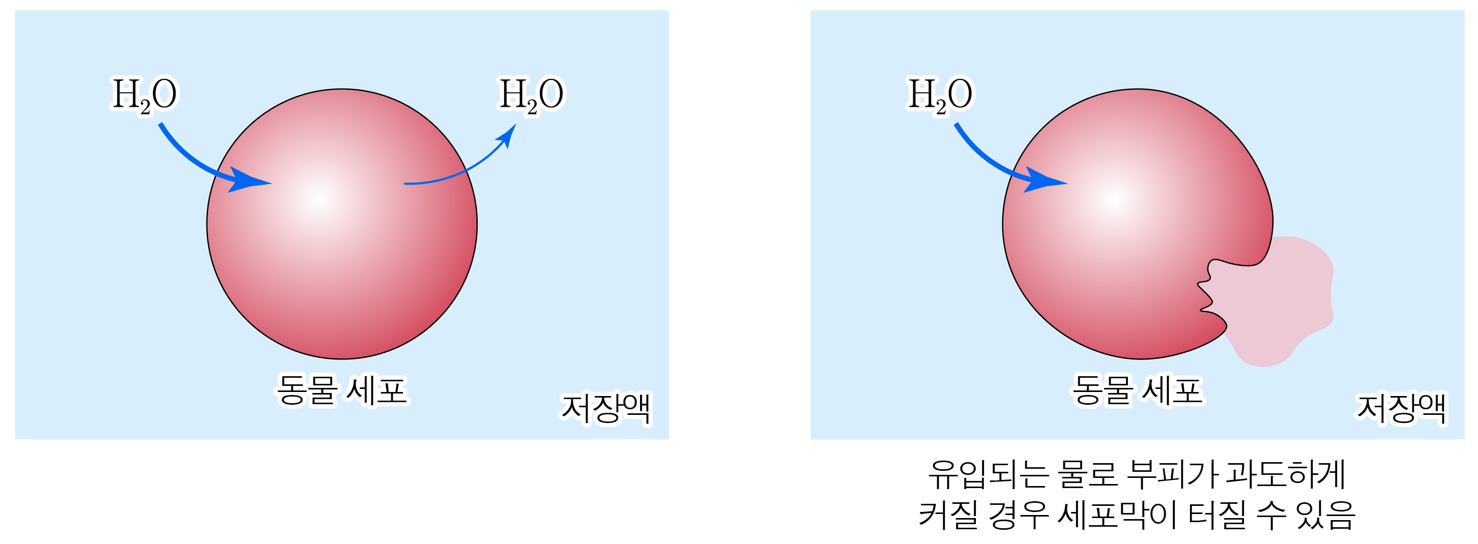 저장액에서 동물 세포로 물이 유입되고 세포가 팽창하는 과정