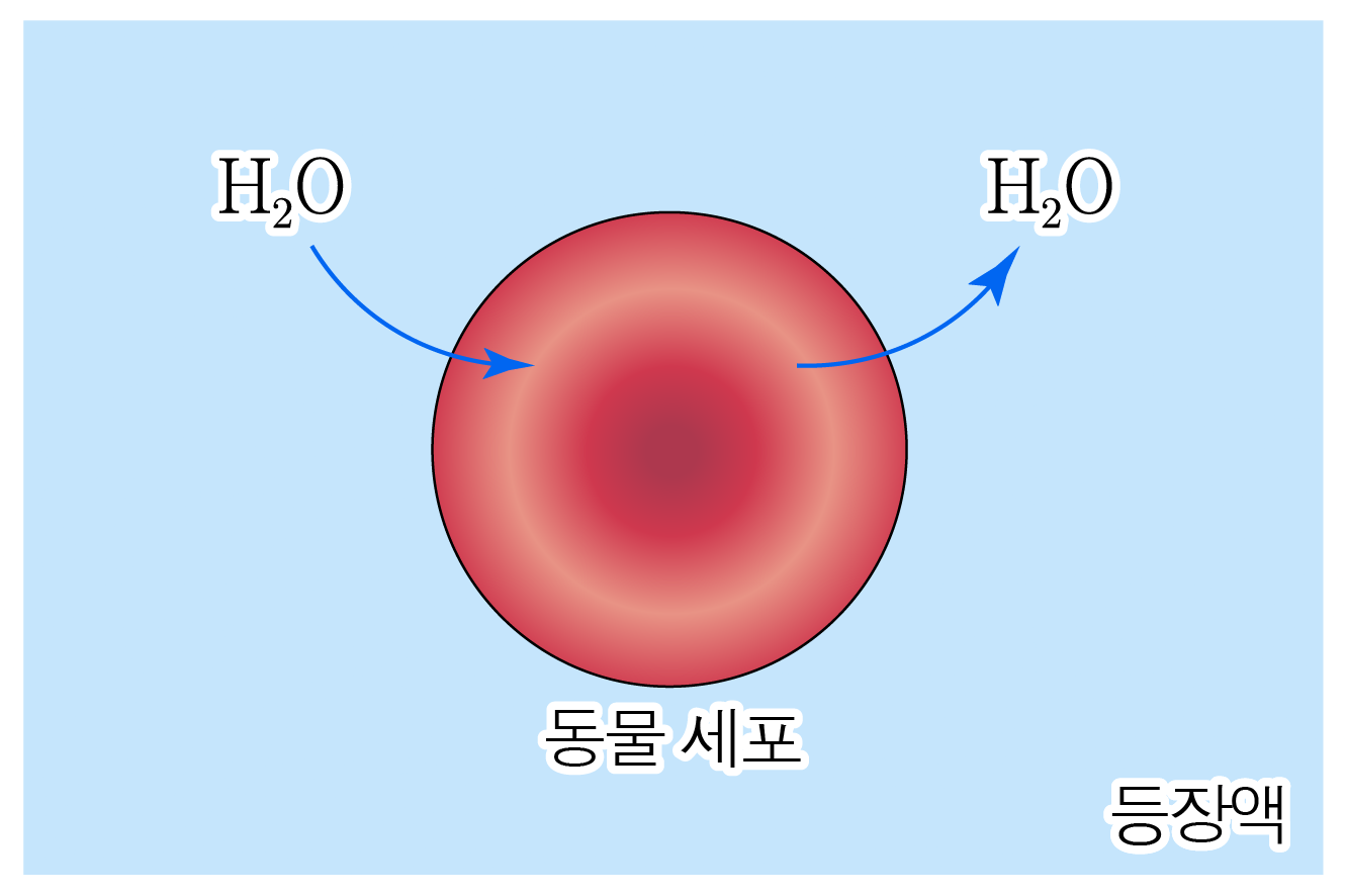 동물 세포와 물의 출입을 나타낸 삼투 그림
