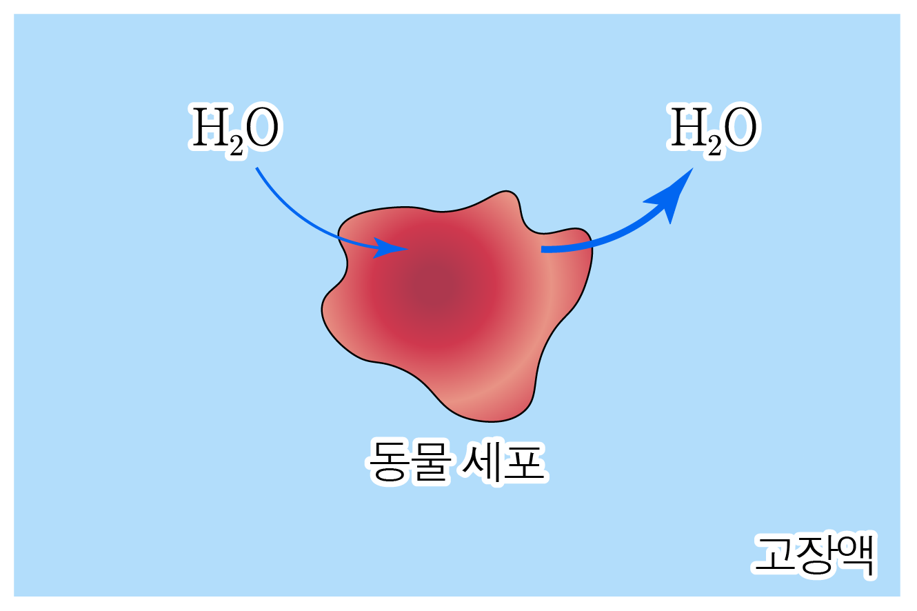 동물 세포에서 물이 드나드는 삼투 현상과 고장액 표시