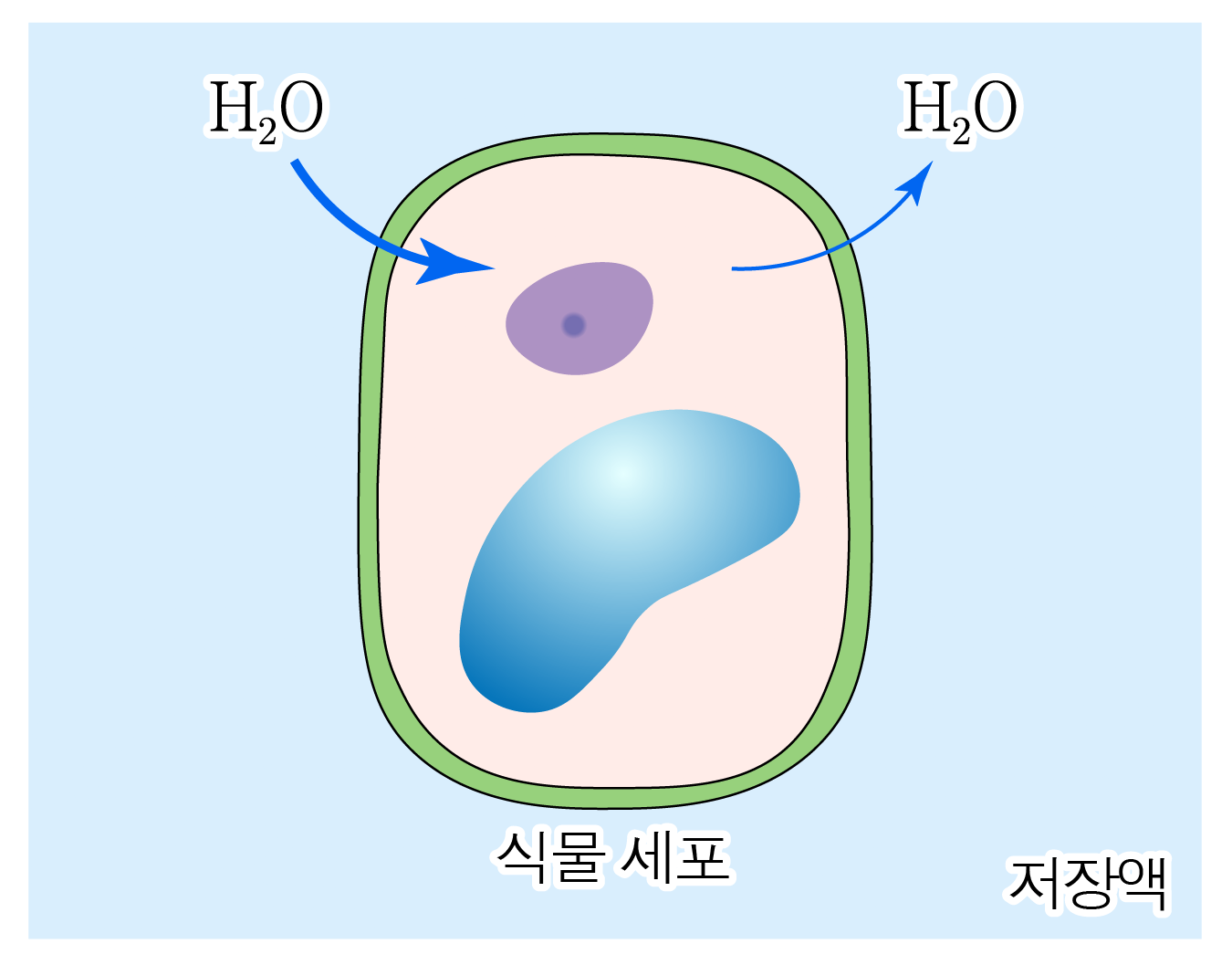 저장액에서 물이 식물 세포 안팎으로 이동하는 모습을 나타낸 그림