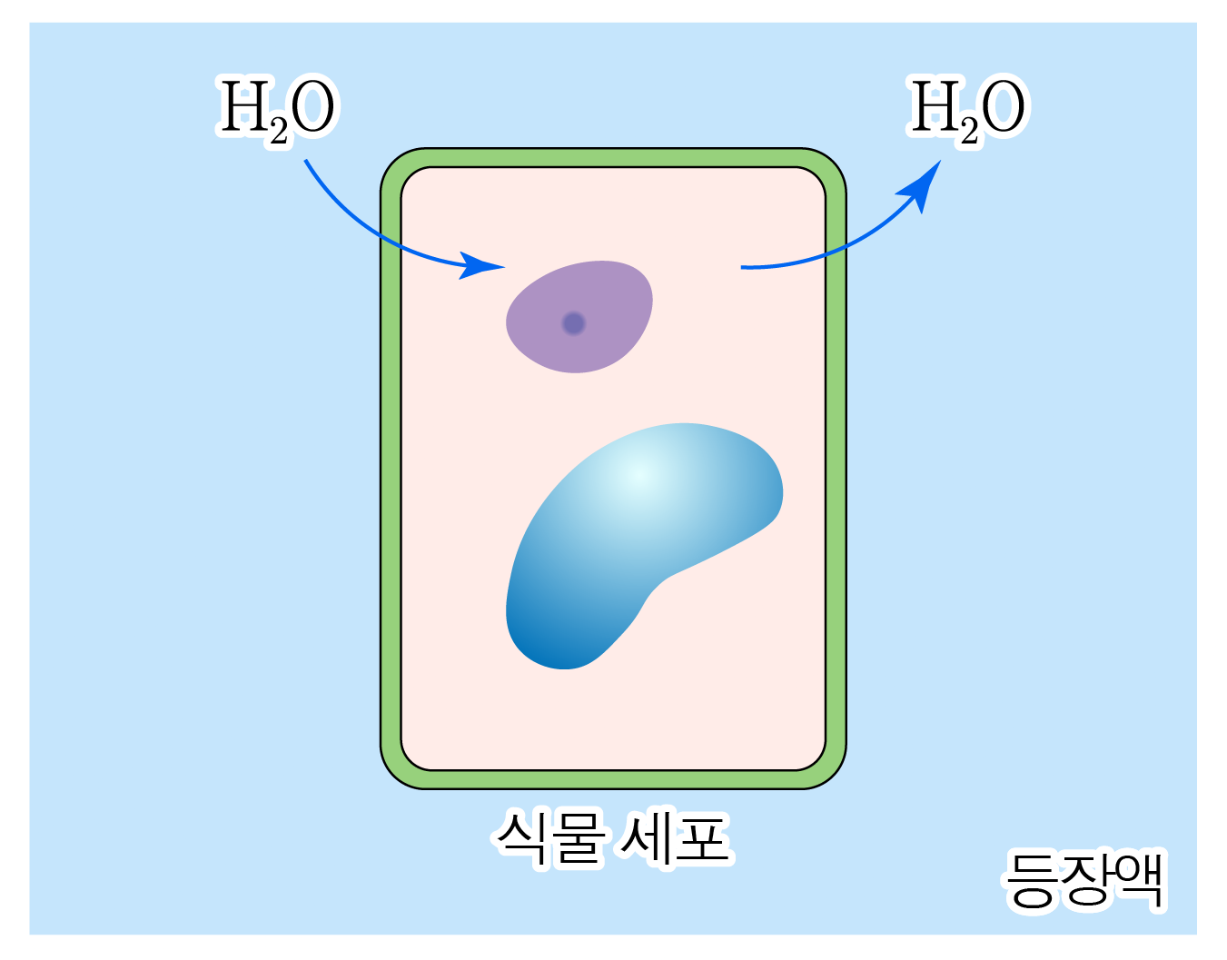 동물 세포와 식물 세포의 물 이동을 비교한 삼투압 그림