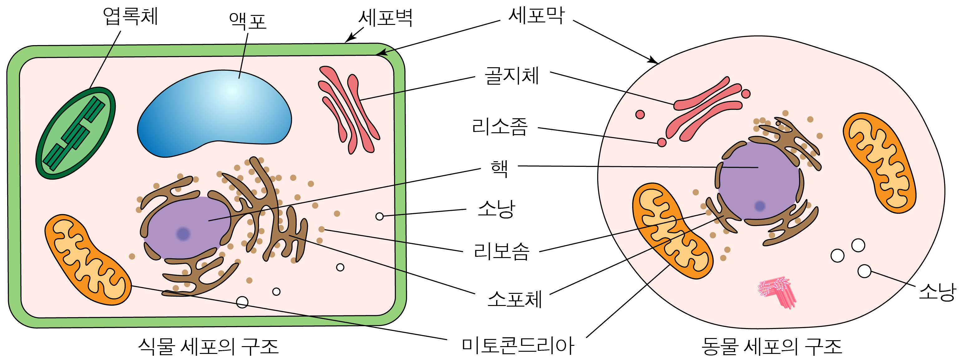 식물 세포와 동물 세포의 구조 및 세포 소기관 비교 그림