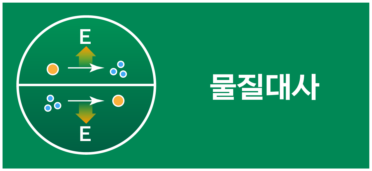 물질대사 아이콘: 세포막 가로 분할, 화살표와 E 표시