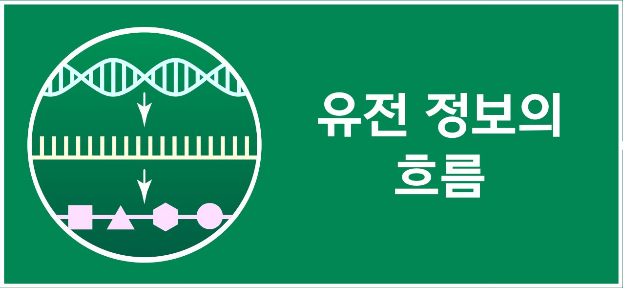 DNA에서 염기 서열과 도형으로 이어지는 유전 정보의 흐름 아이콘