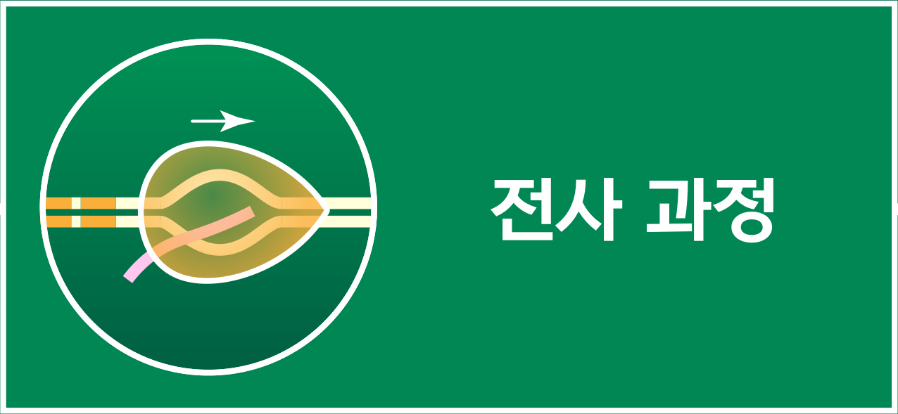 DNA에서 RNA로 전사되는 과정을 나타낸 아이콘