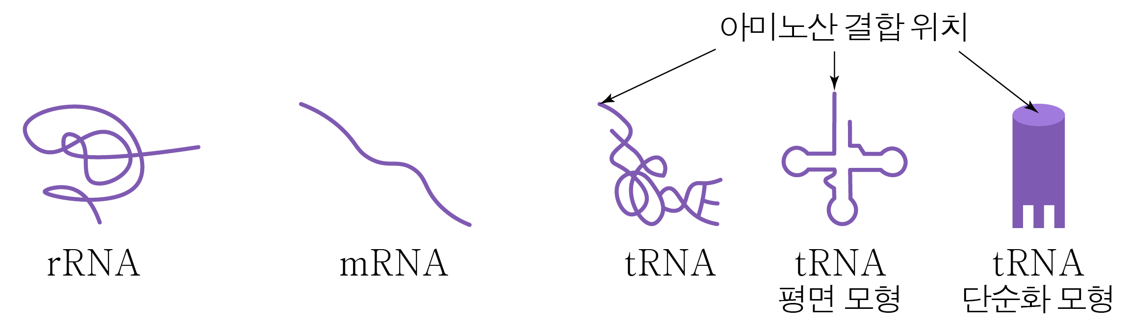 rRNA, mRNA, tRNA와 tRNA의 평면·단순화 모형 비교