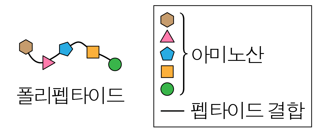 아미노산과 펩타이드 결합으로 이루어진 폴리펩타이드 모식도