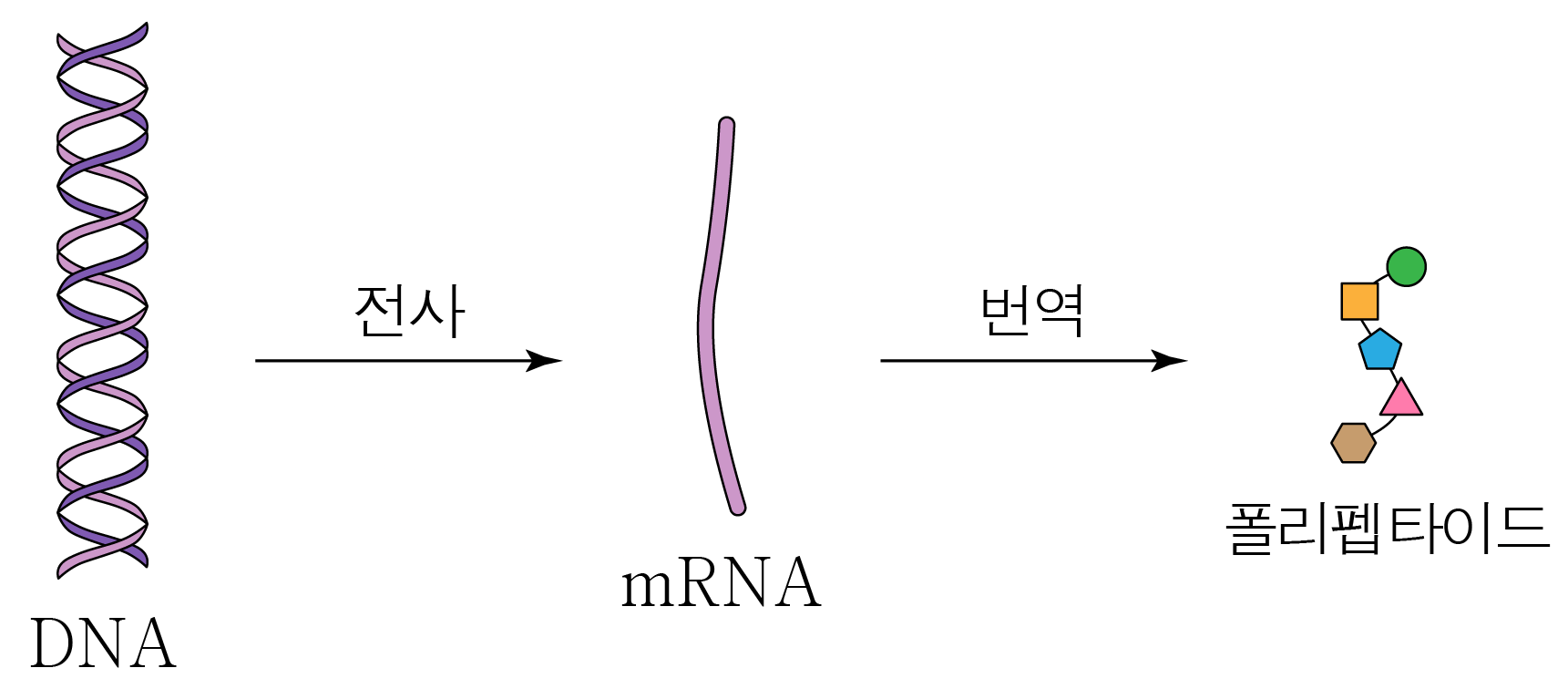 DNA에서 mRNA를 거쳐 폴리펩타이드로 이어지는 유전 정보 흐름도