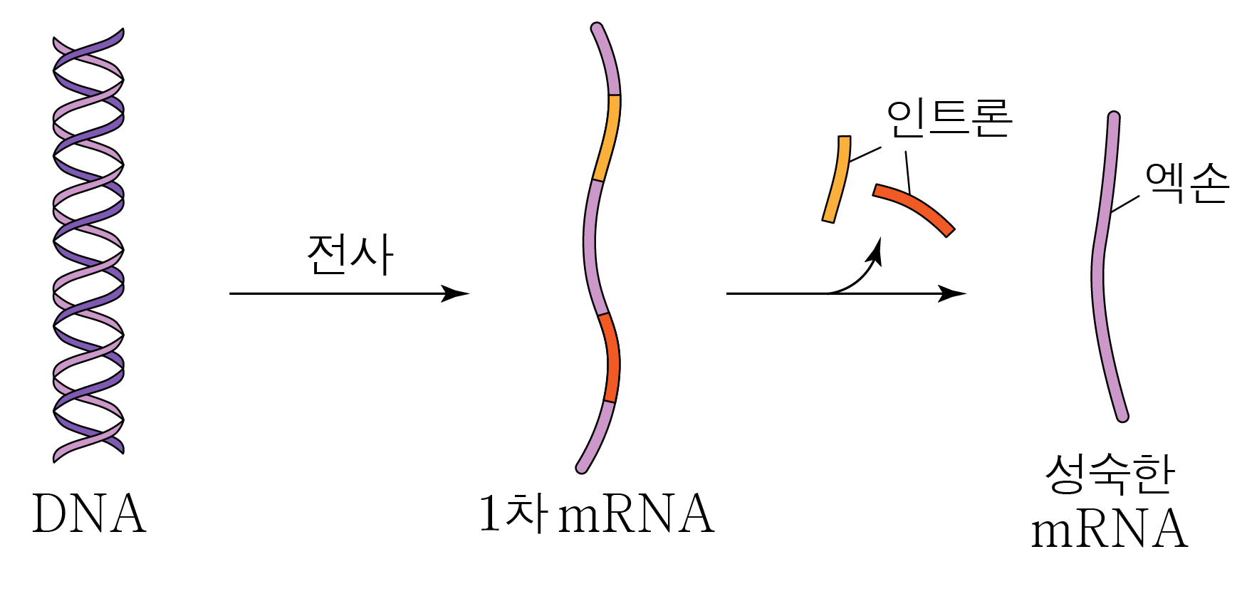 DNA에서 전사와 엑손 제거를 거쳐 성숙한 mRNA가 형성되는 과정