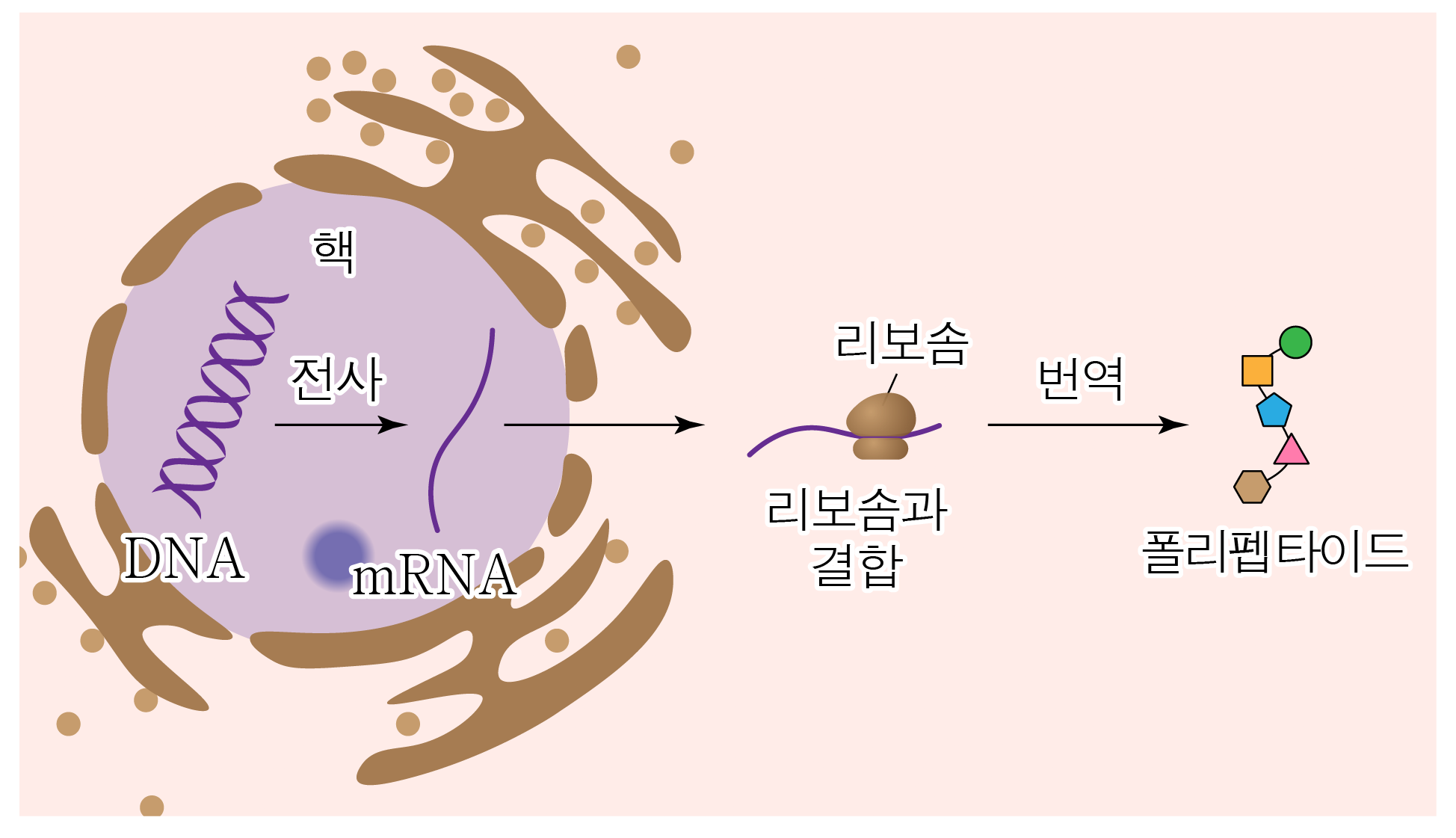 DNA에서 mRNA를 거쳐 리보솜에서 폴리펩타이드가 만들어지는 흐름도