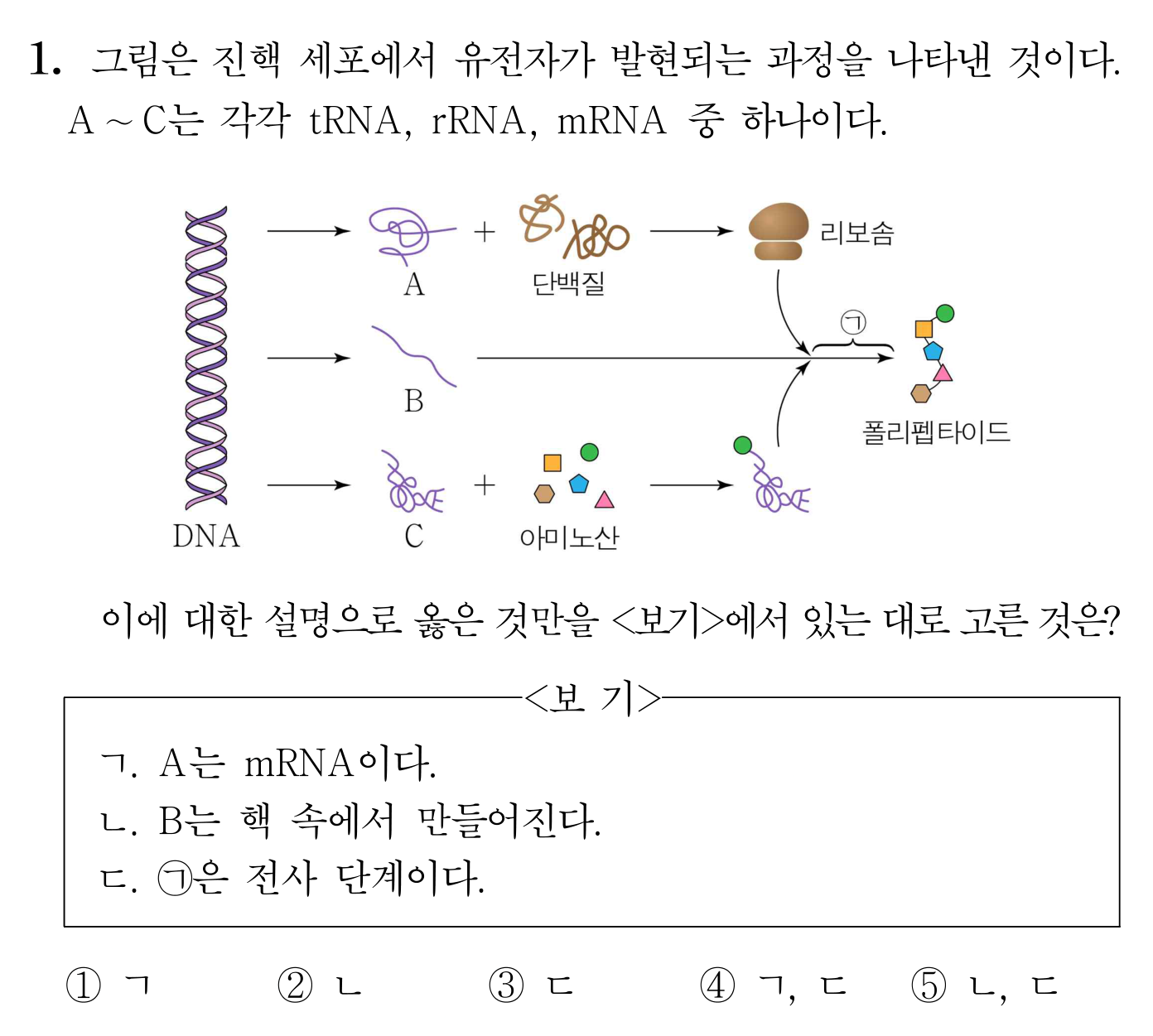 DNA에서 RNA와 단백질 합성으로 이어지는 유전 정보 흐름 문항