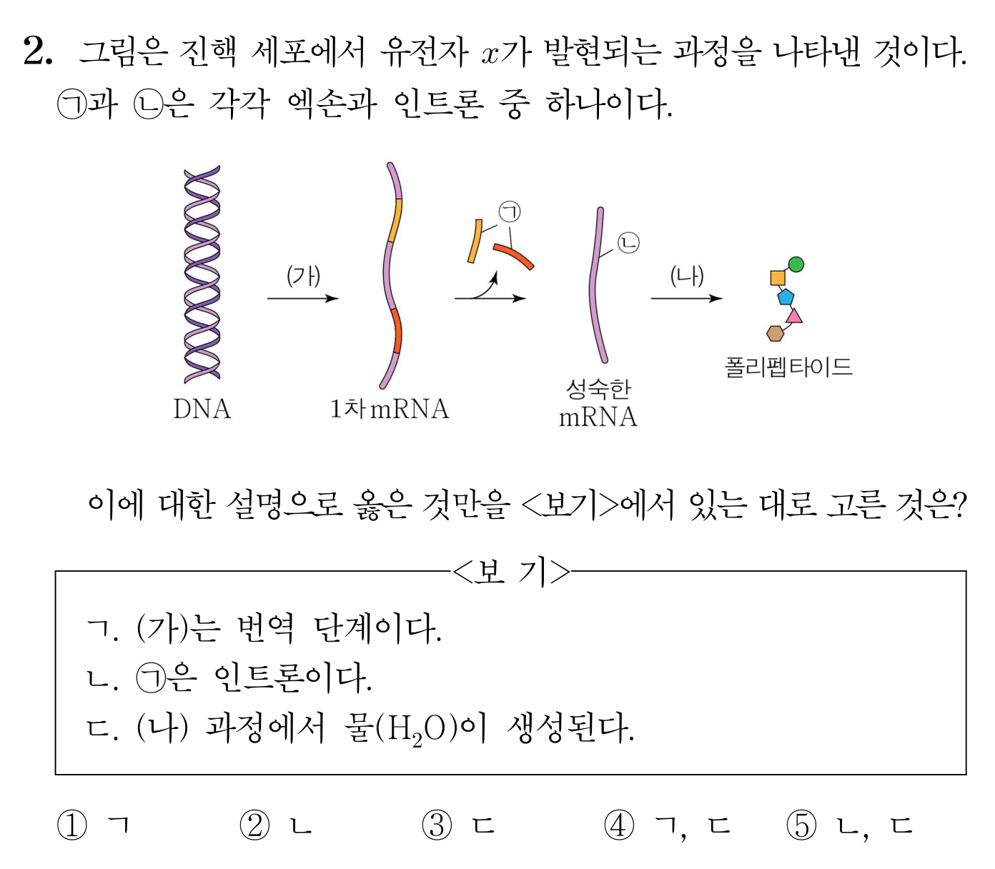진핵세포 유전자 발현 과정과 엑손·인트론 관련 생명과학 문제