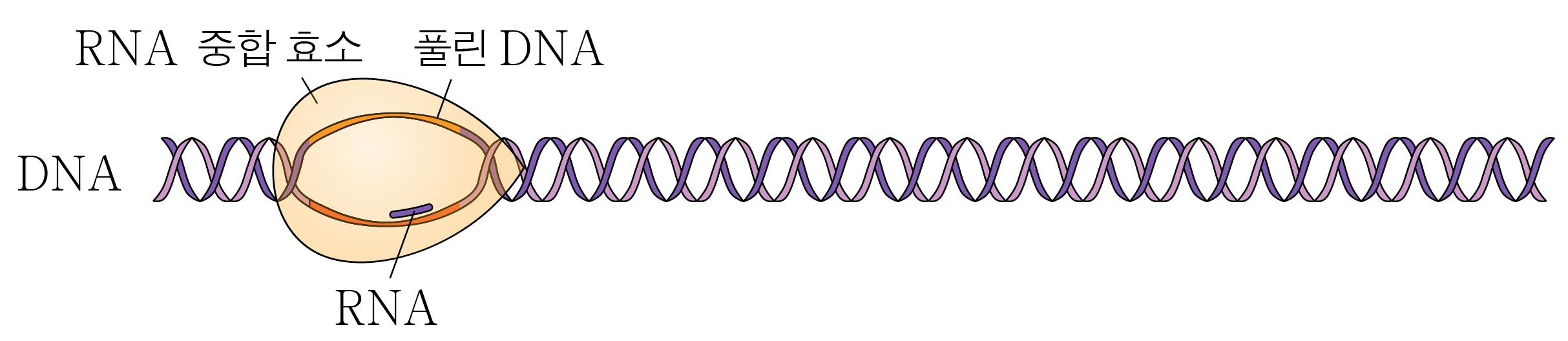RNA 중합 효소가 DNA를 풀고 RNA를 합성하는 전사 과정 모식도