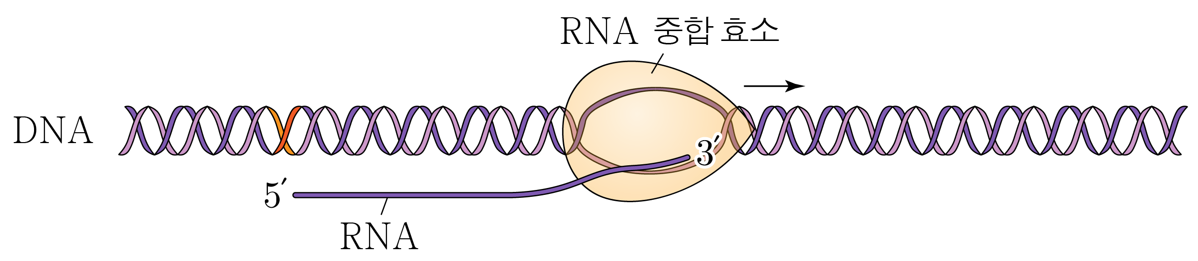 DNA에서 RNA가 합성되는 과정을 나타낸 전사 모식도