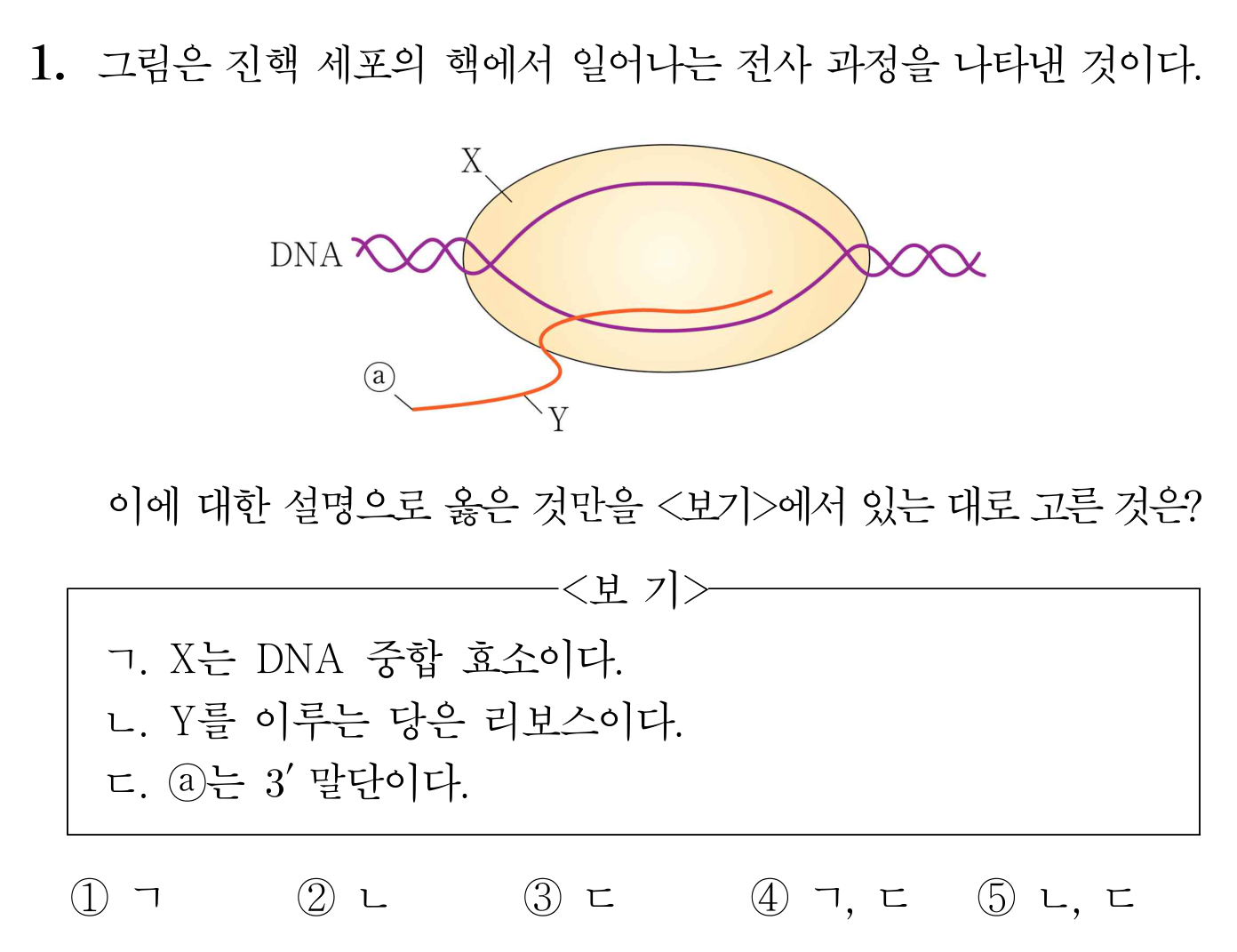 진핵세포 전사 과정 그림과 보기 ㄱ·ㄴ·ㄷ이 제시된 생명과학 문항