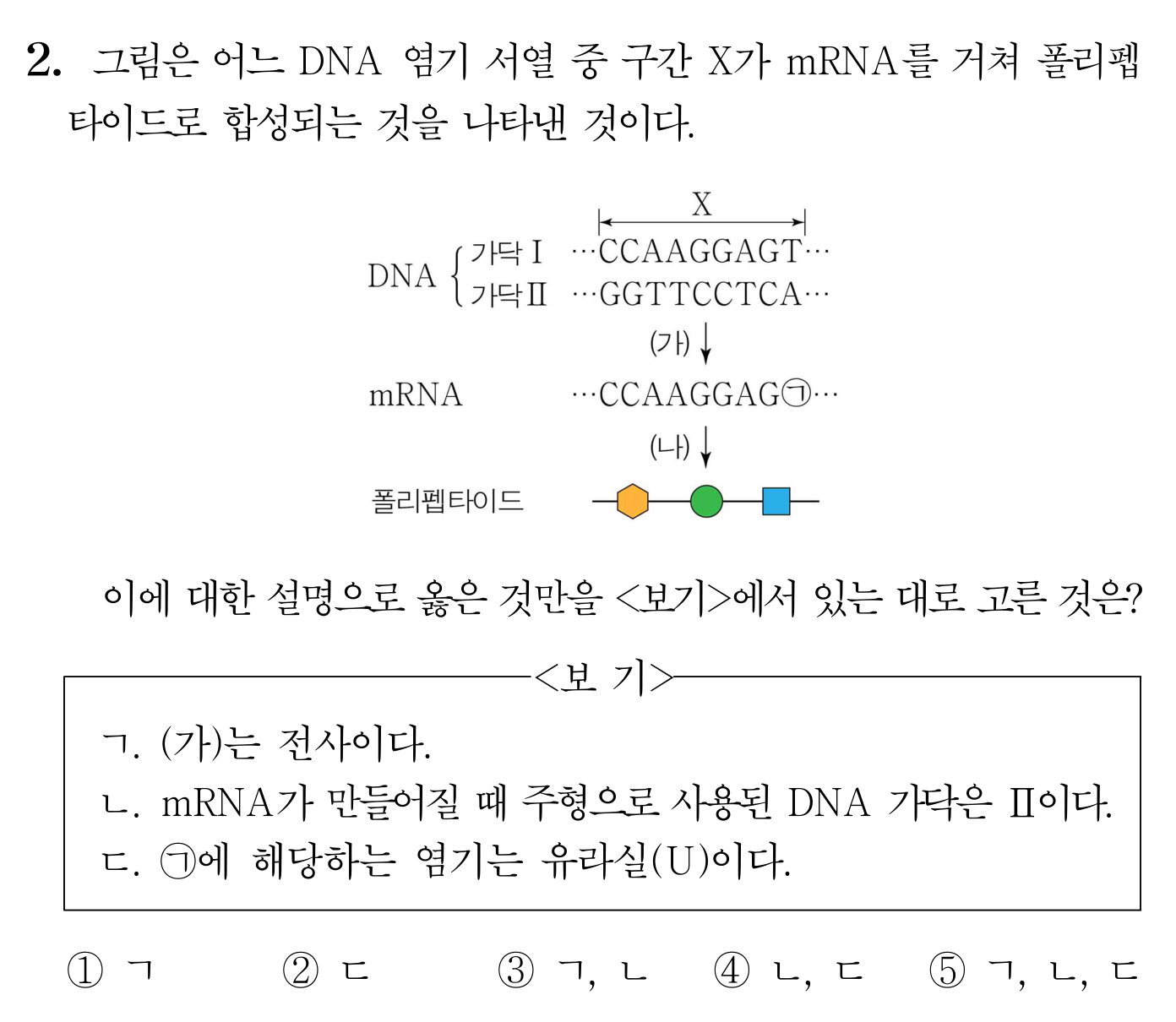DNA 전사와 번역 과정 및 보기 판단을 묻는 생명과학 문항