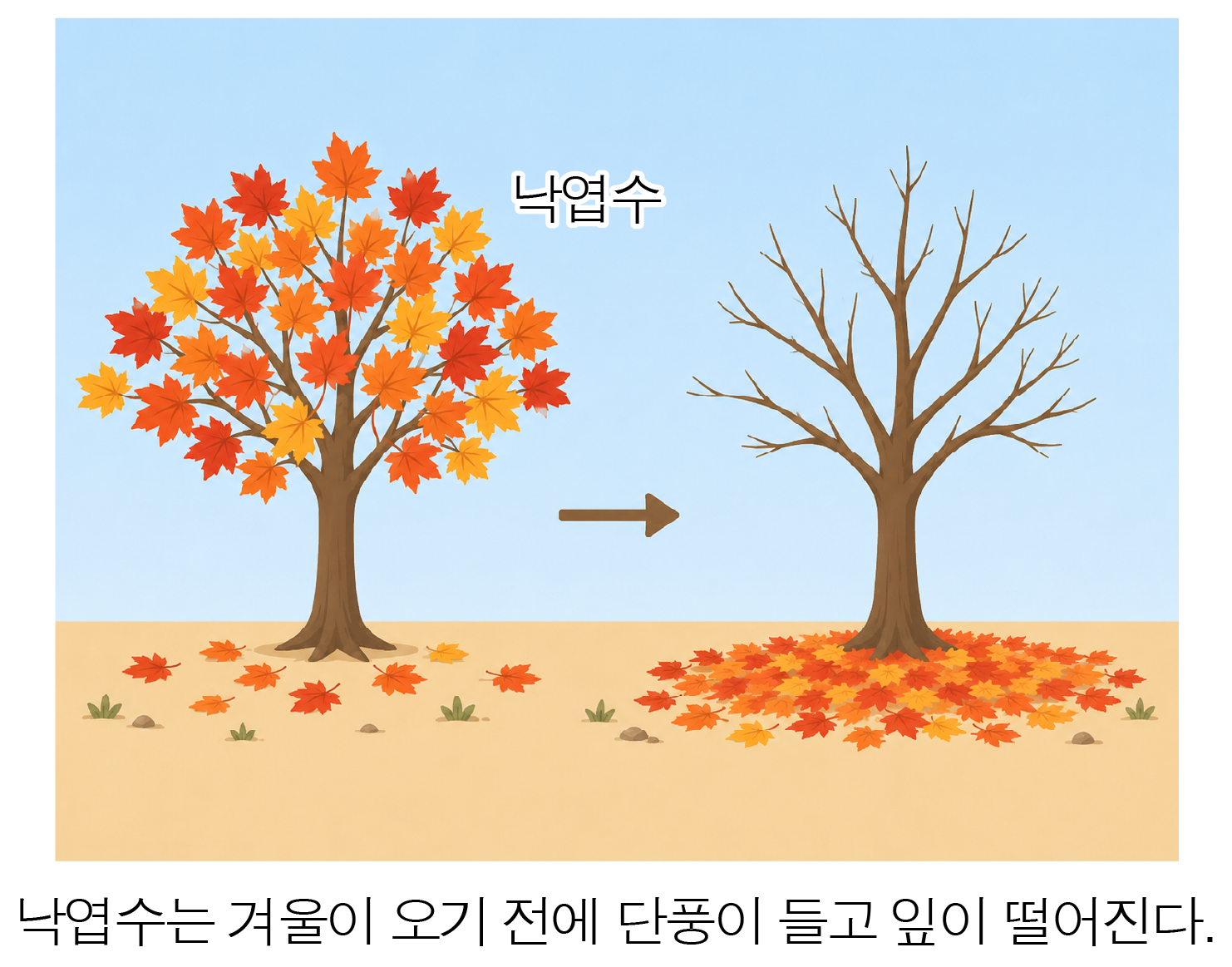 낙엽수의 가을과 겨울 전후 모습 비교 그림