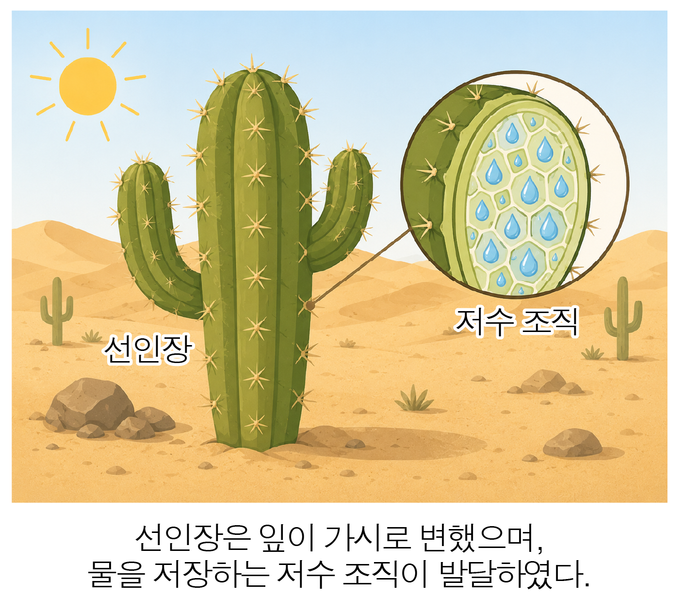 선인장 잎의 가시와 물을 저장하는 저수 조직을 보여 주는 그림