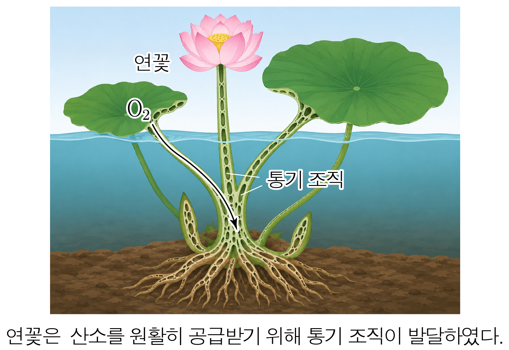 연꽃의 통기 조직과 산소 이동을 나타낸 생물학 그림