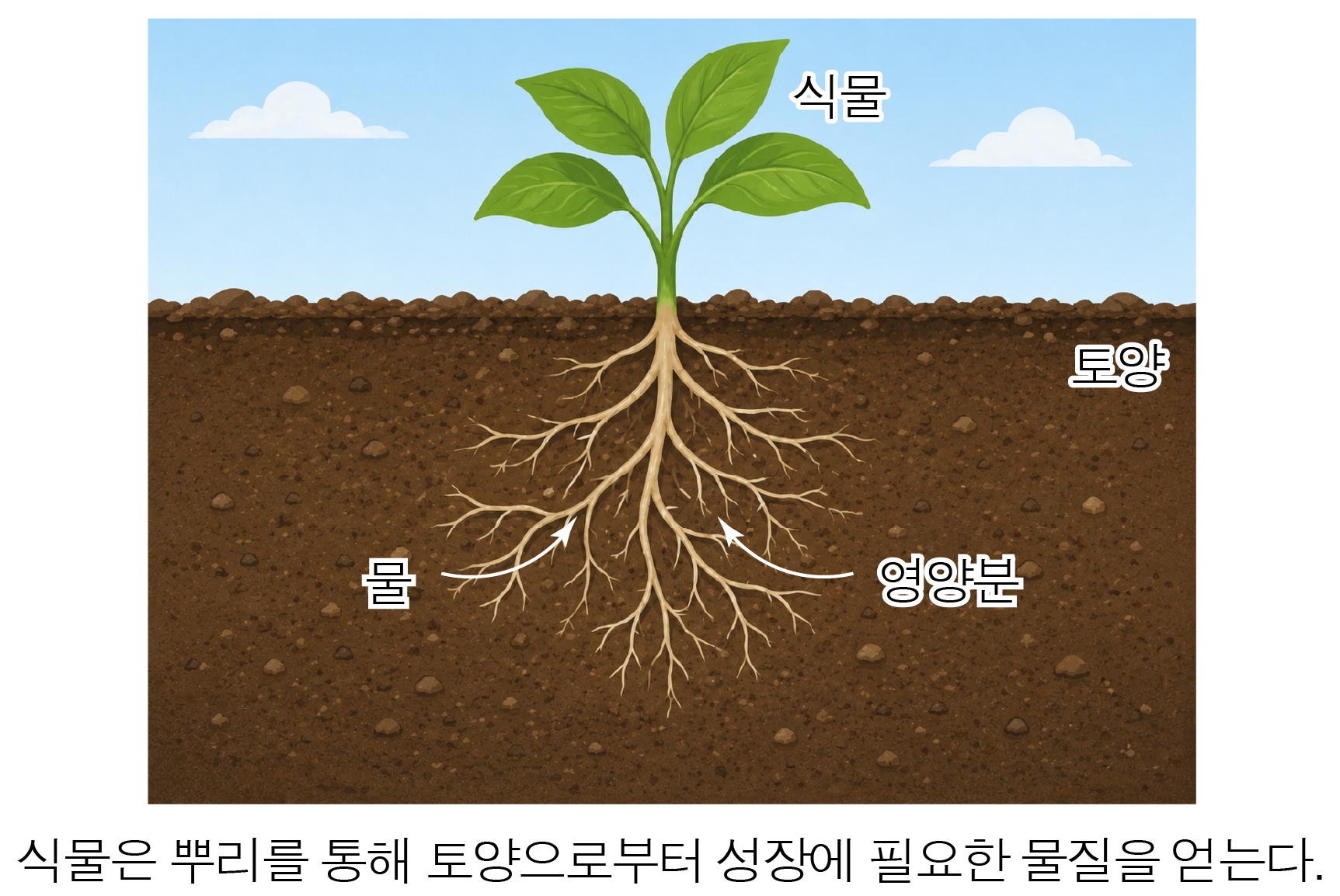 뿌리로 토양의 물과 영양분을 흡수하는 식물 그림