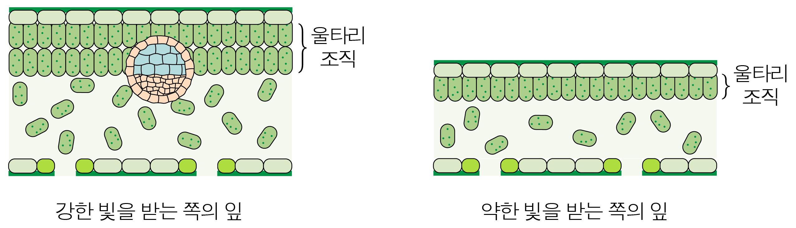 강한 빛과 약한 빛을 받는 잎의 울타리 조직 비교
