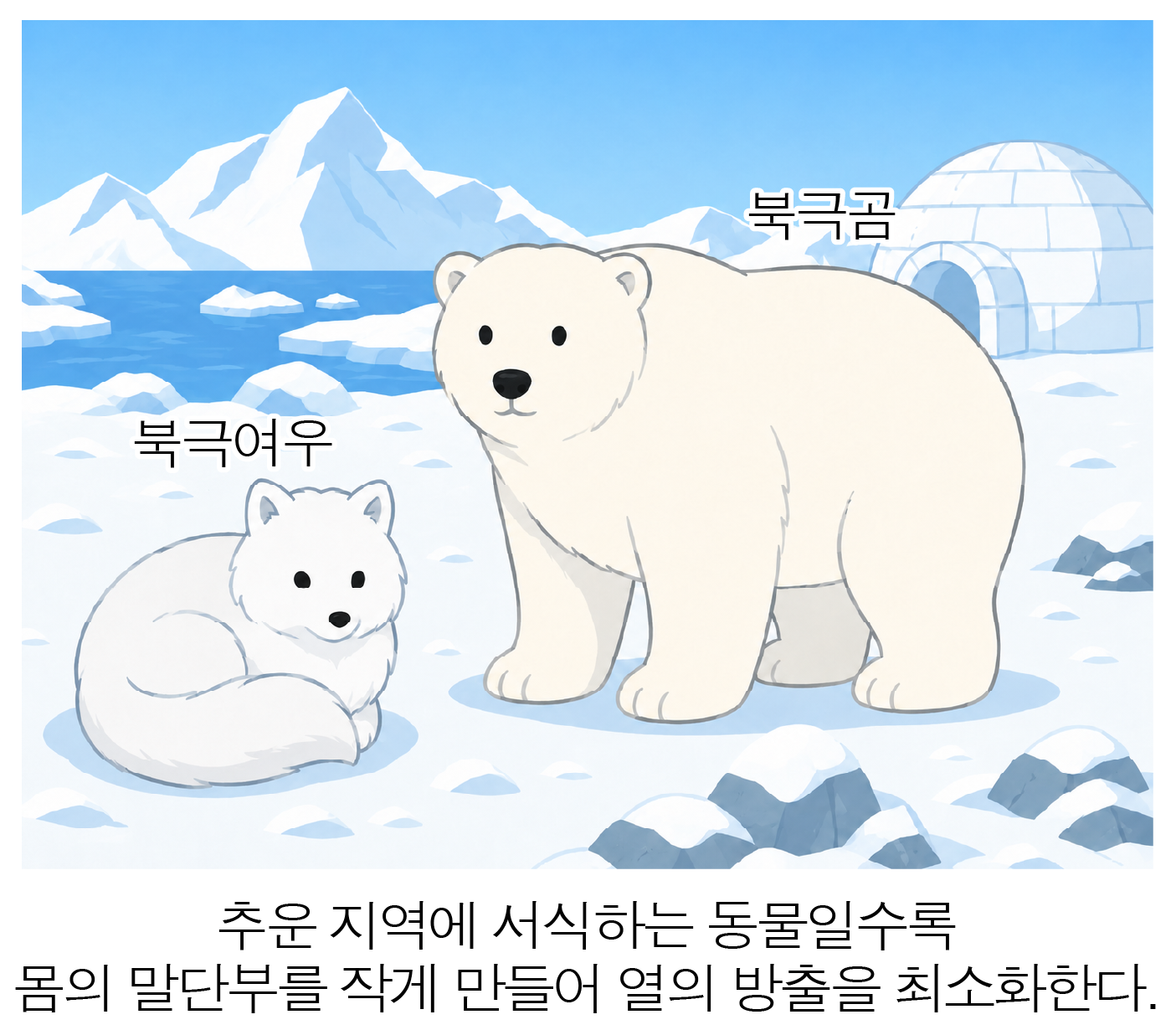 눈 덮인 북극에서 북극곰과 북극여우의 몸 크기를 비교한 그림