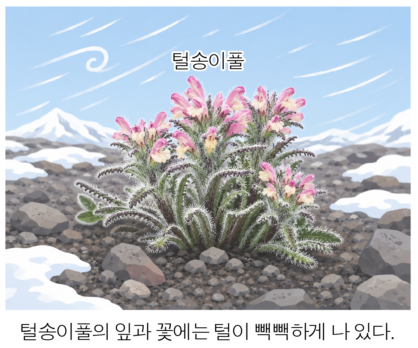 눈 덮인 돌밭에서 털이 빽빽한 분홍색 꽃이 핀 털송이풀