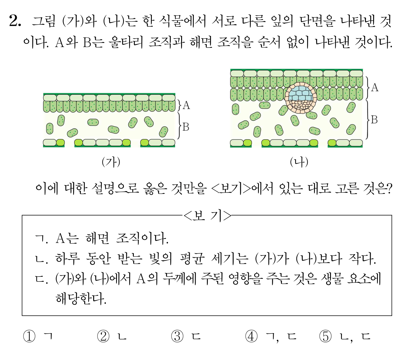 서로 다른 잎의 단면을 비교한 생명과학 객관식 문항