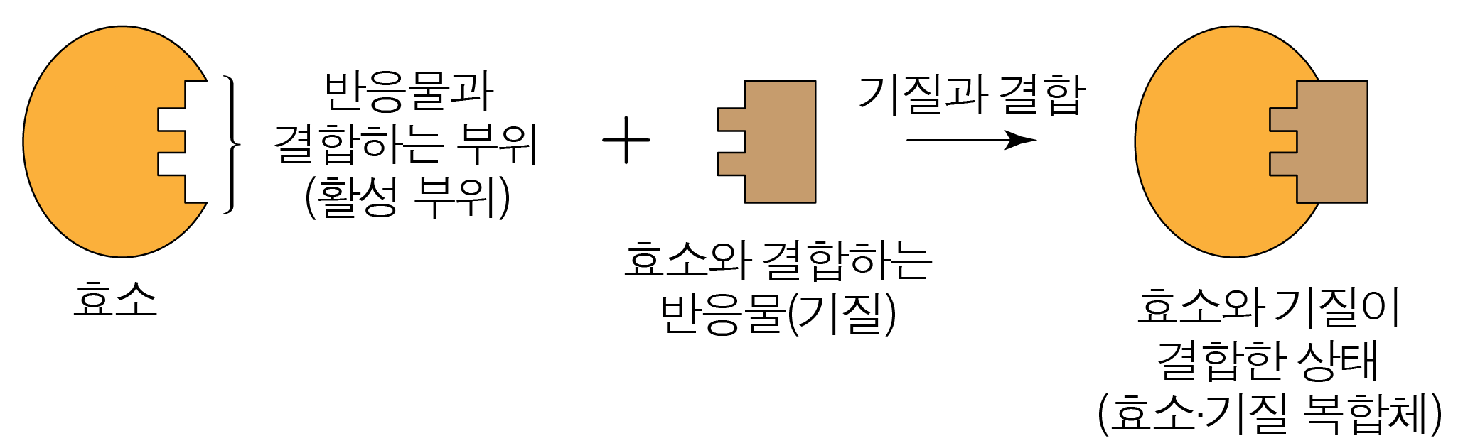 효소의 활성 부위와 기질 결합에 따른 효소·기질 복합체 형성