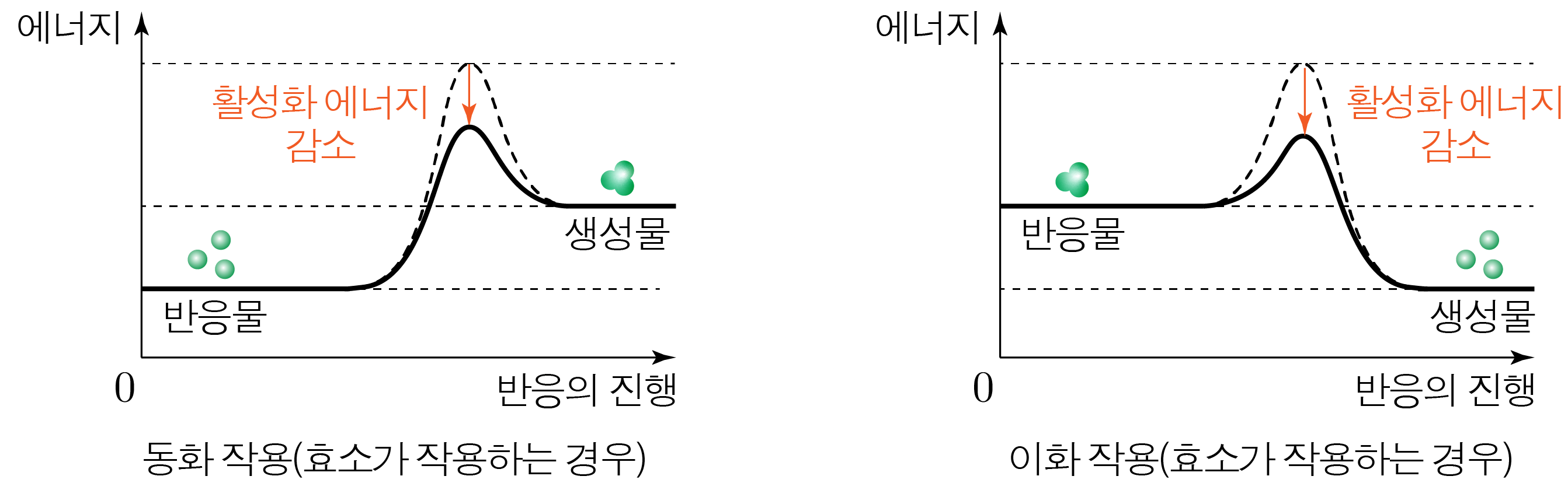효소 작용에 따른 동화 작용과 이화 작용의 에너지 변화 그래프