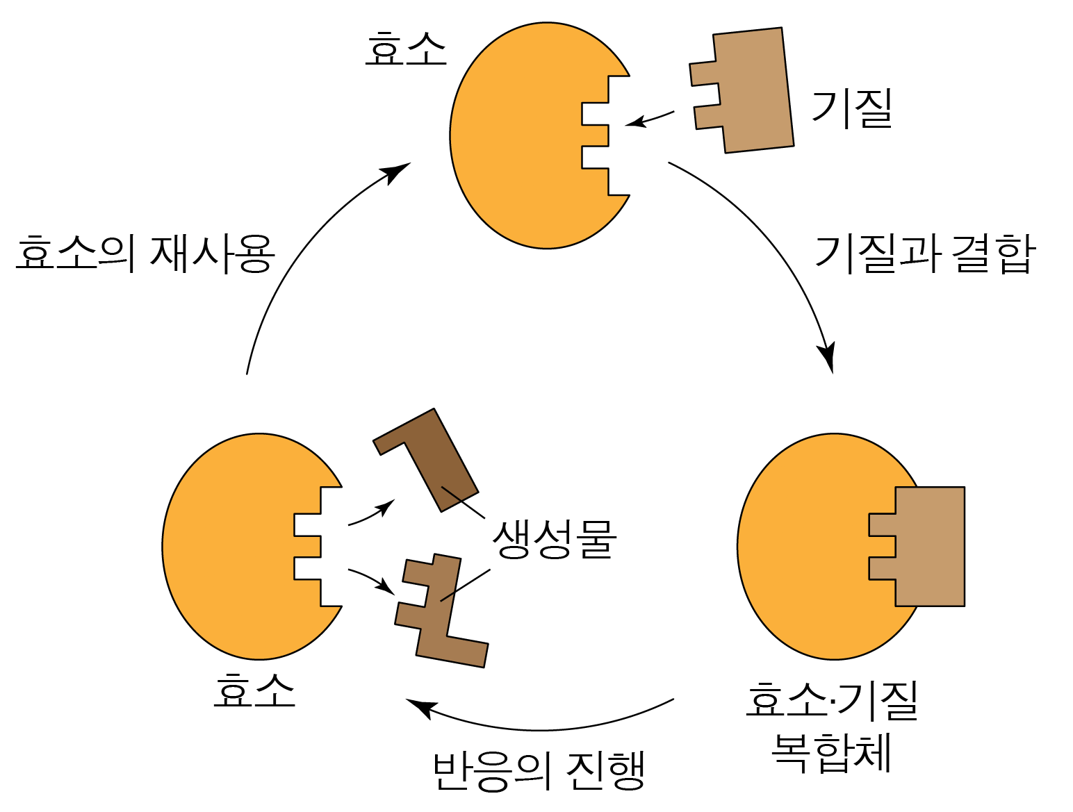 효소와 기질의 결합, 생성물 생성 및 효소 재사용 과정을 나타낸 순환 모식도