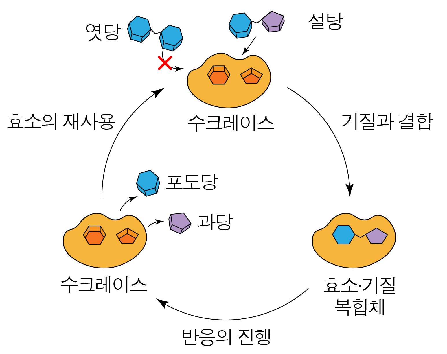 효소의 재사용과 기질 결합 및 반응 과정을 나타낸 효소 작용 모식도