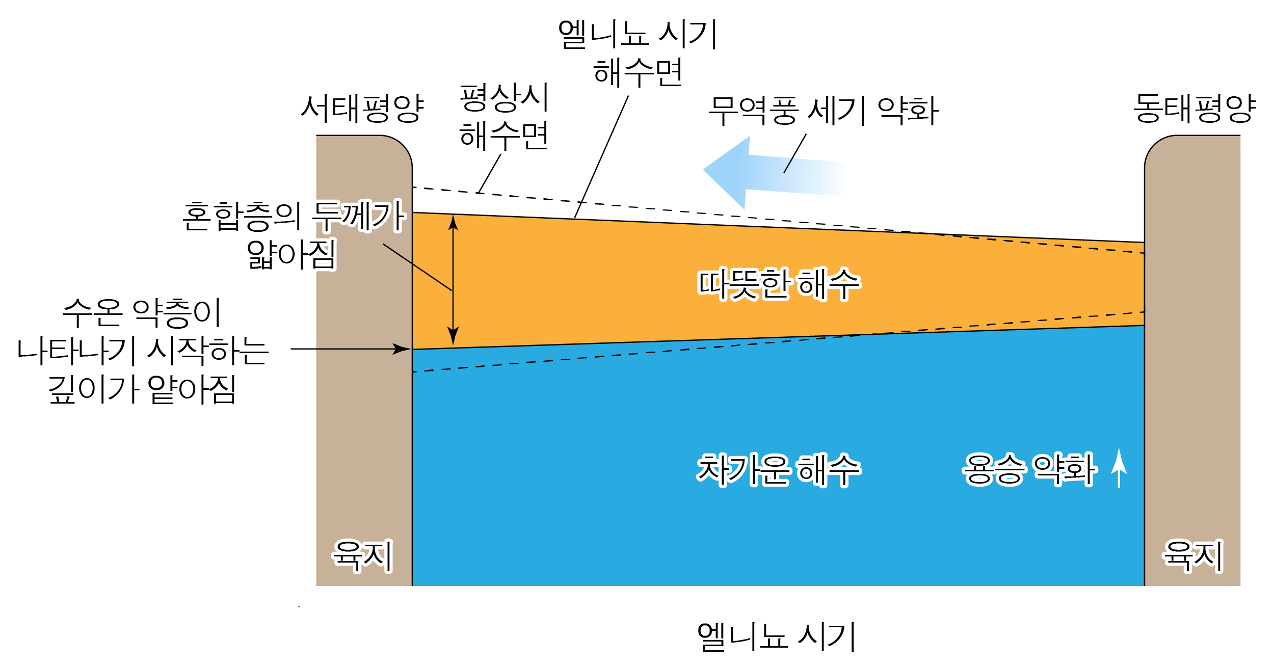엘니뇨 시기 서태평양과 동태평양의 해수면·수온 구조 변화 모식도