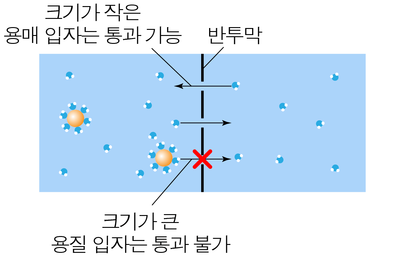 작은 용매 입자와 큰 용질 입자의 반투막 통과 여부를 나타낸 그림