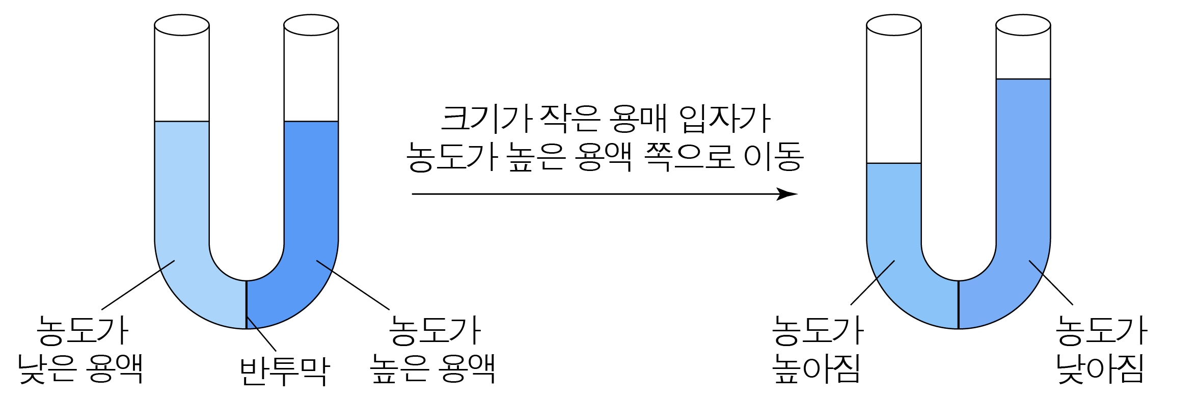 농도 차이에 따른 용매 입자 이동을 나타낸 두 U자관 그림